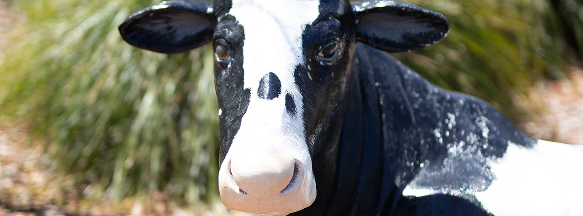 Cowaramup - Cow Town - Margaret River Region